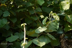 Talipariti tiliaceum